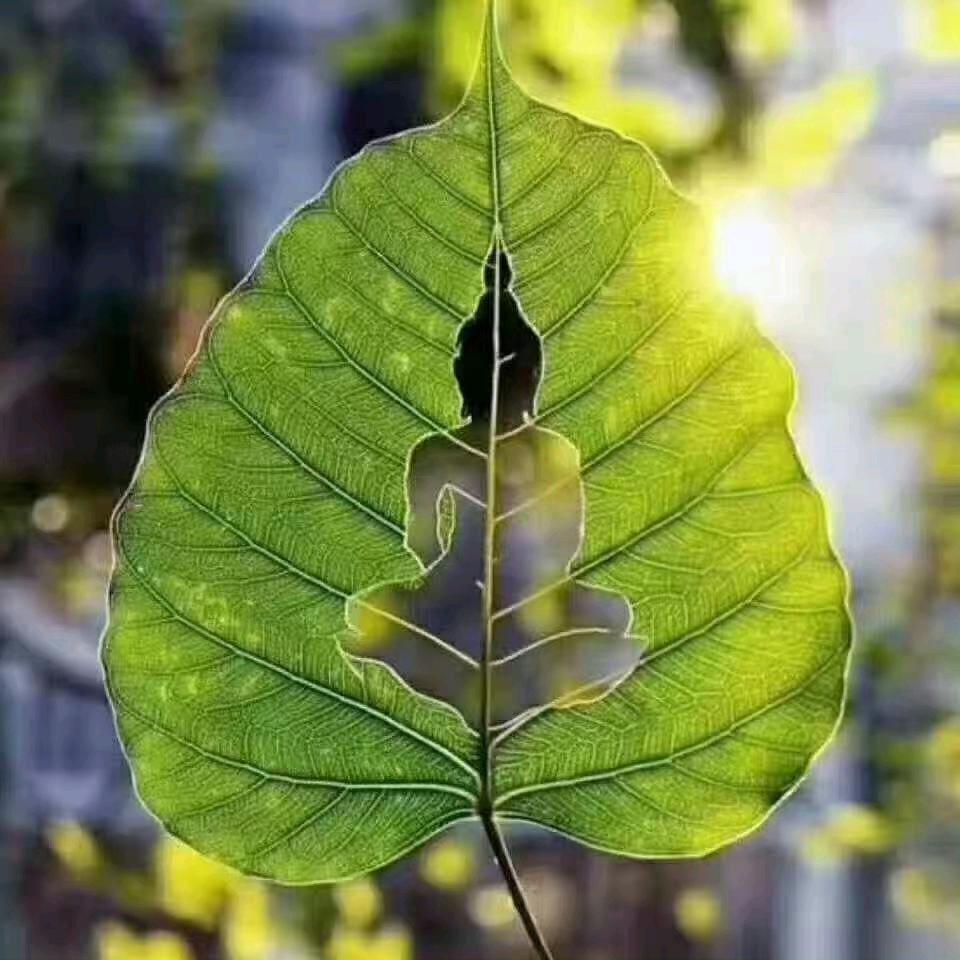 一叶禅心