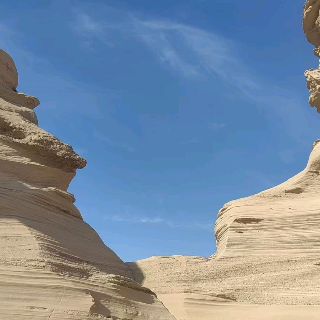 旺财林林