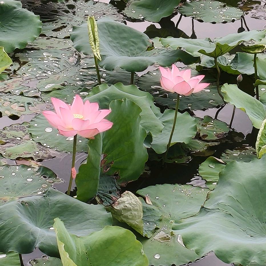 岁月静好