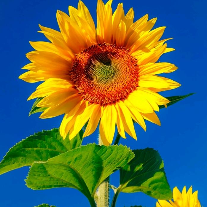 🌹ℒᎭℯ阿夏ꦿ҉᭄࿚ནོ¹