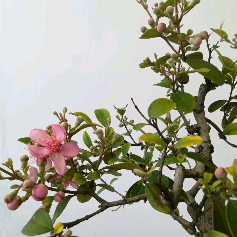 泰丰绿植