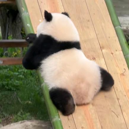 仲豆得豆