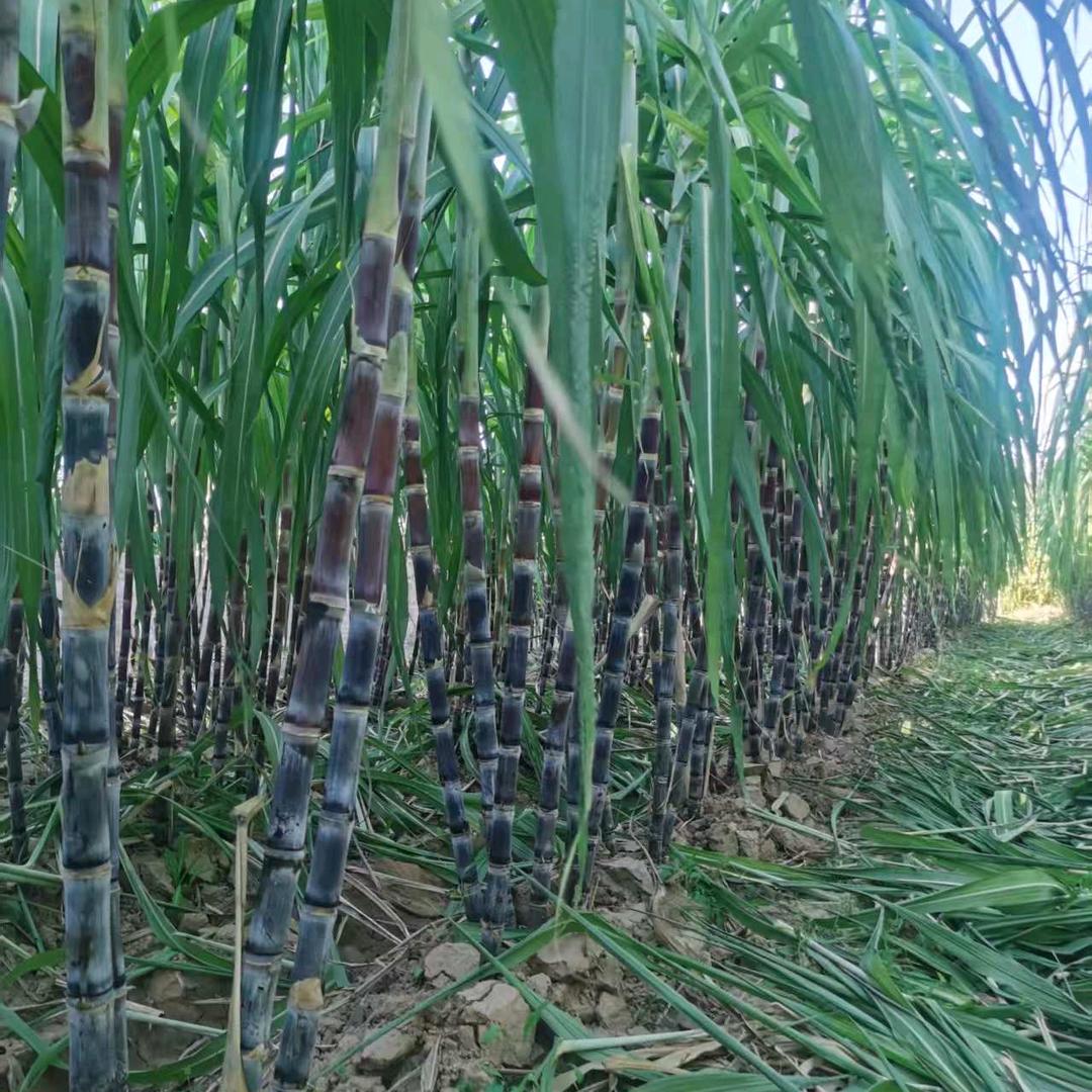 莘县瑞源甘蔗采摘园