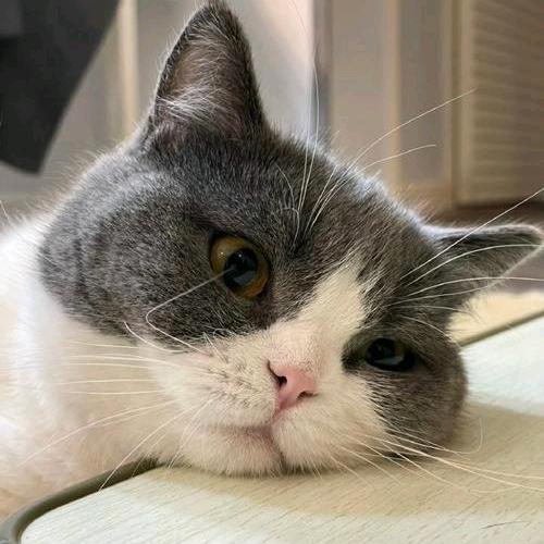 老猫（单曲循环）