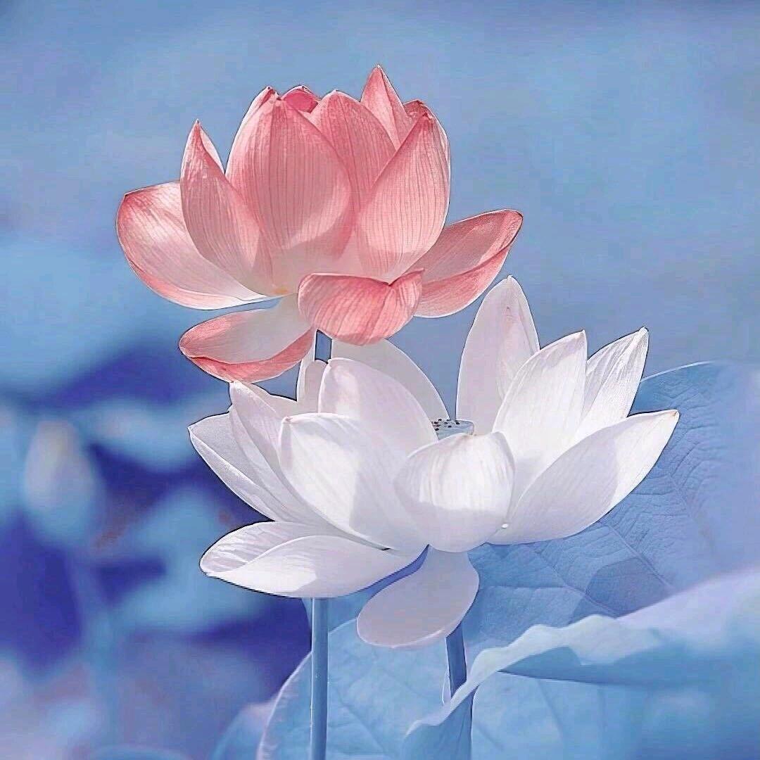 葡萄在广州