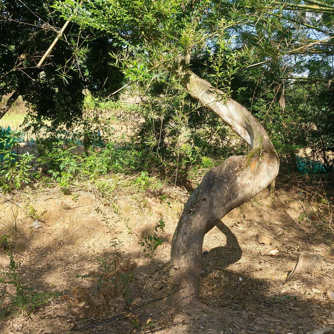 冬青，朴树，乌桕