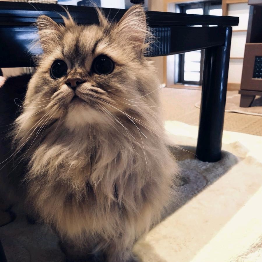 笨蛋不准掉眼泪