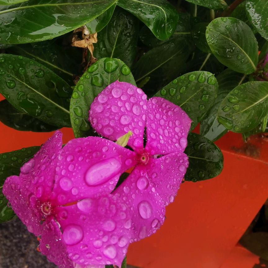 紫菀情感