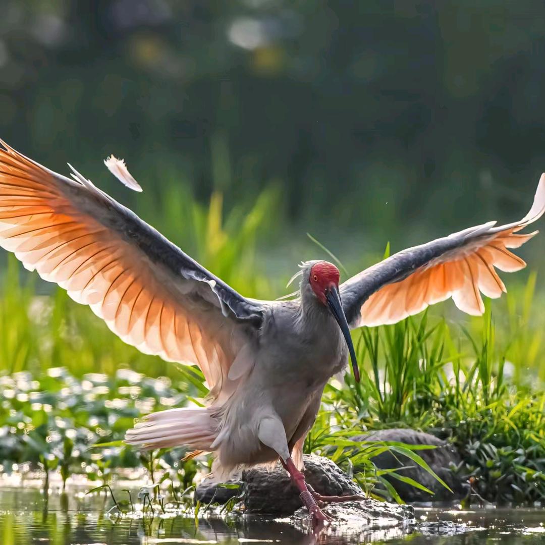 董寨卢林逆光版朱鹮