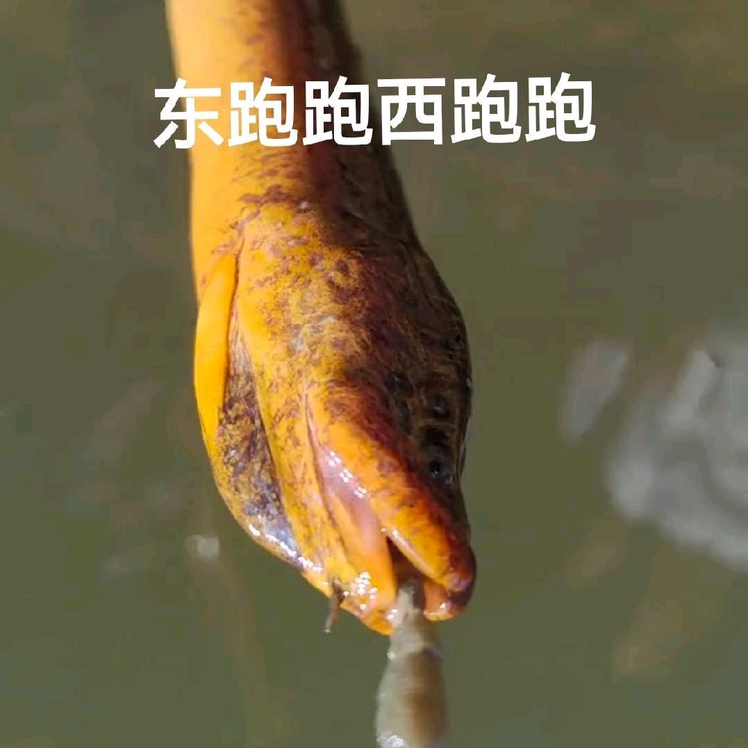 东跑跑西跑跑