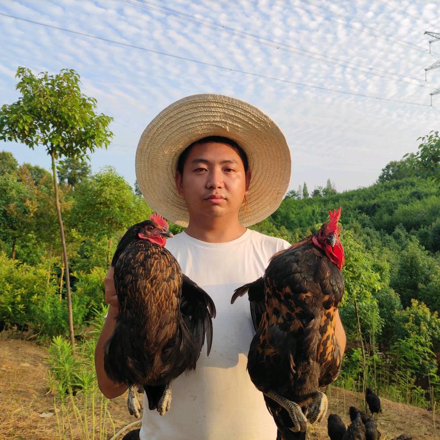 汉中跑山鸡养殖基地