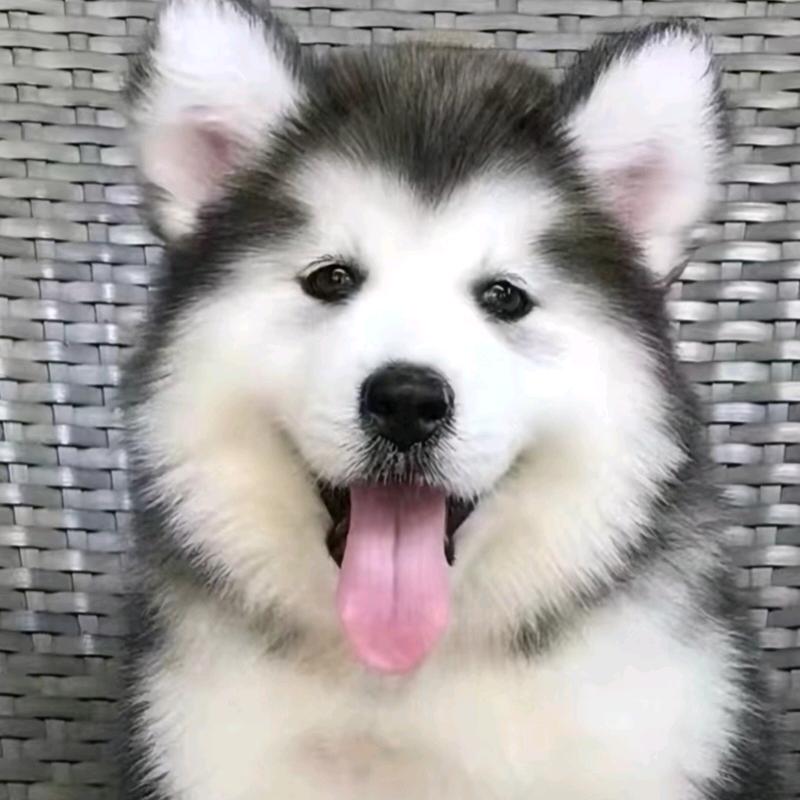 da吴磊