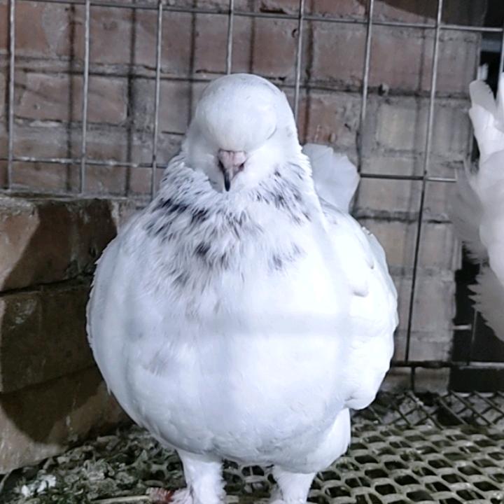 养鸽人的回忆