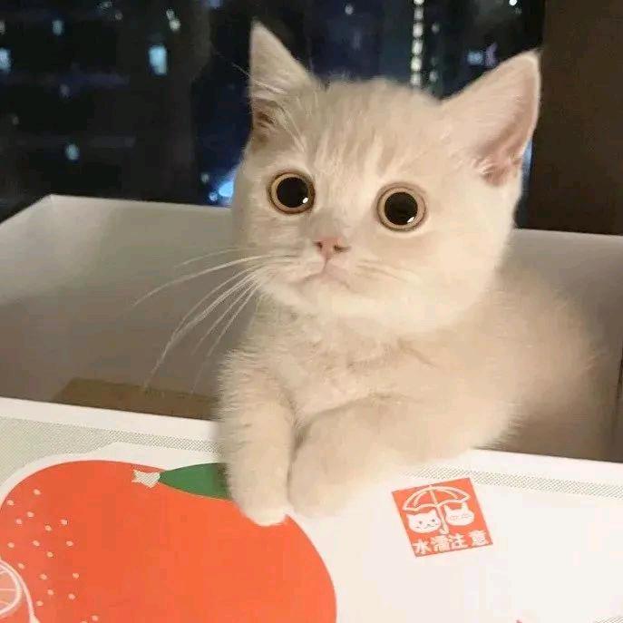 喵不吃鱼