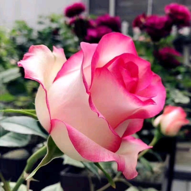 诚信花卉，招代理，