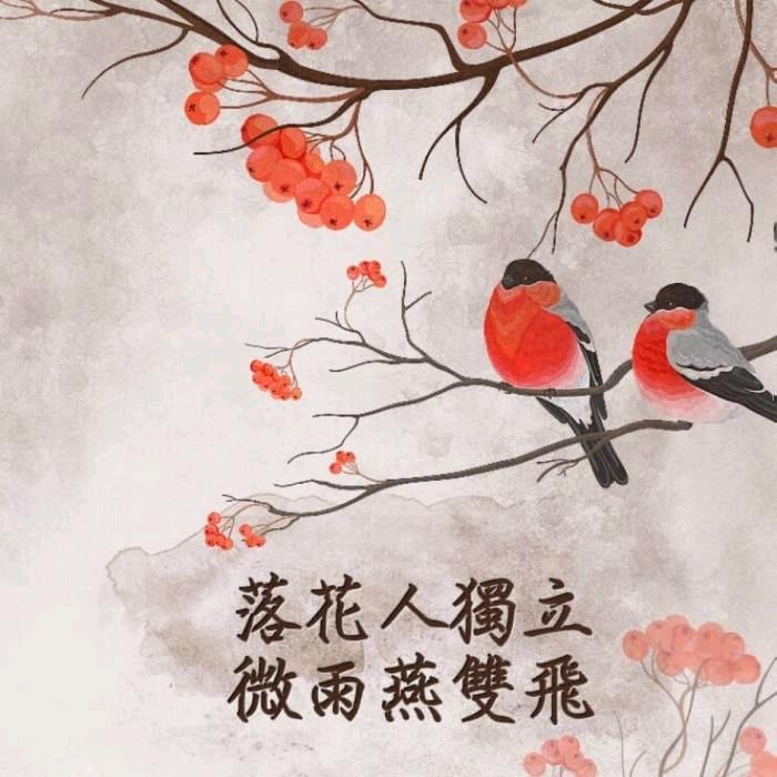 宠物猫