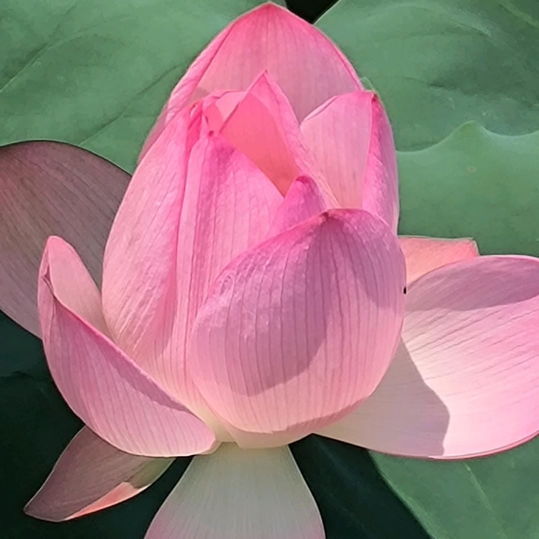 杨寅