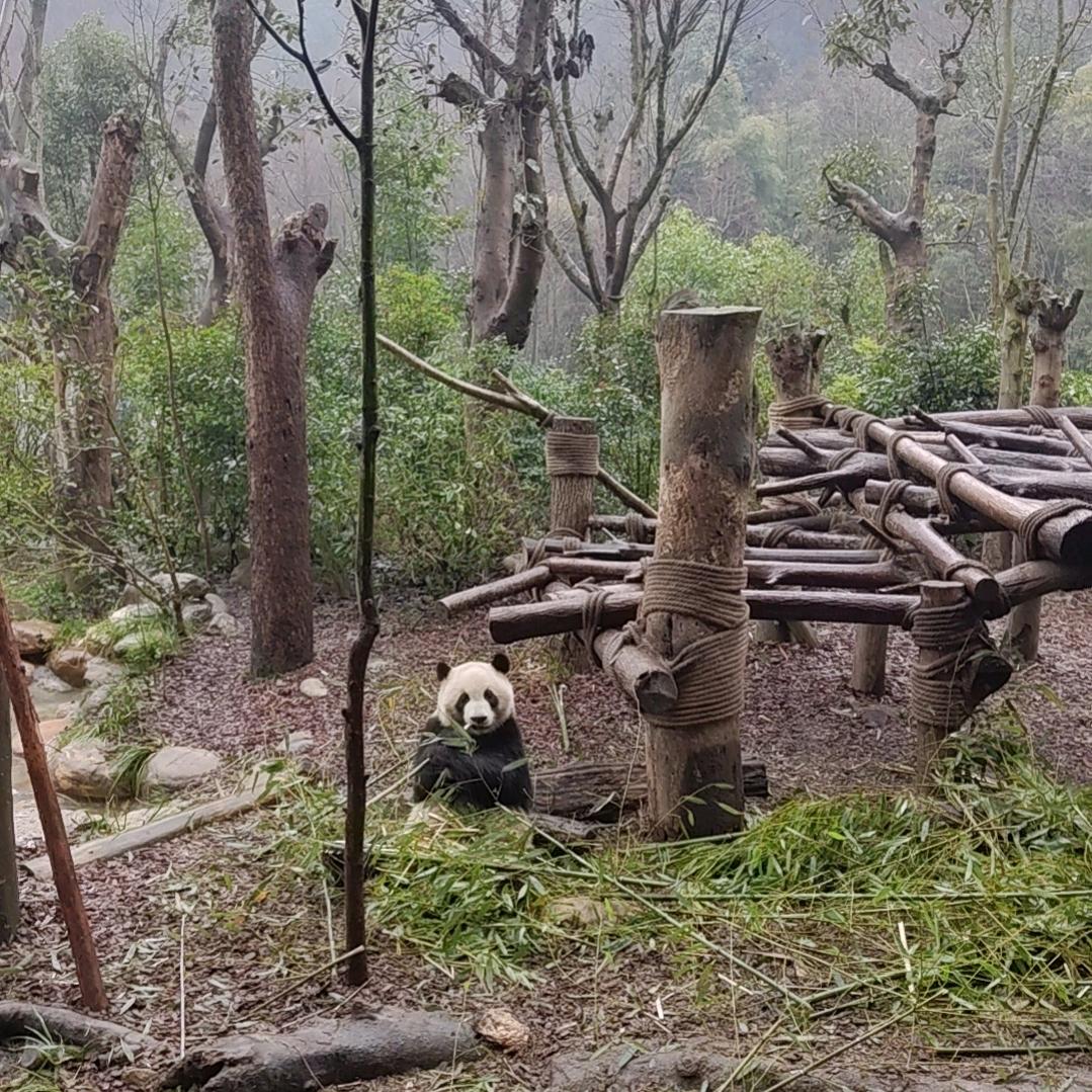 开坦克的糖豆他爹