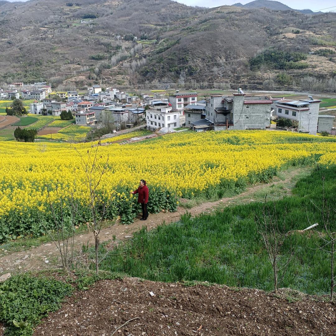 草原一枝花