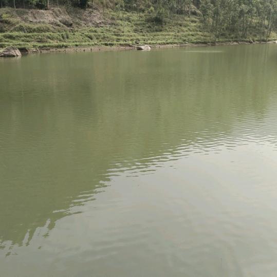 中国第二个钓鱼岛冷水鱼