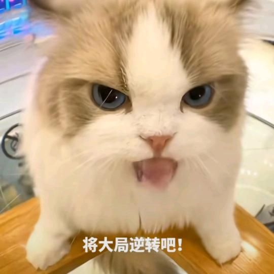 庐州升龙霸