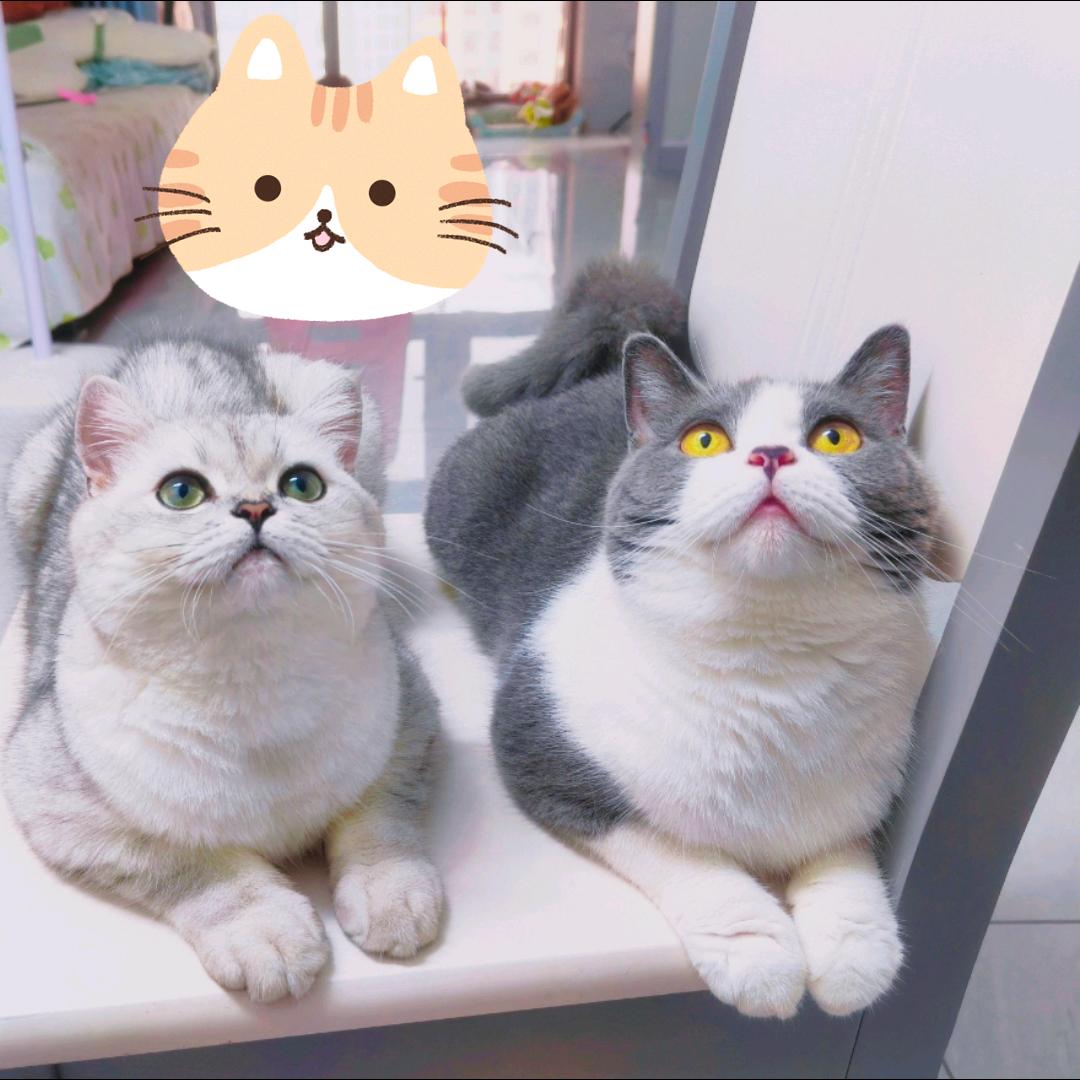 夏松鼠呀🌻