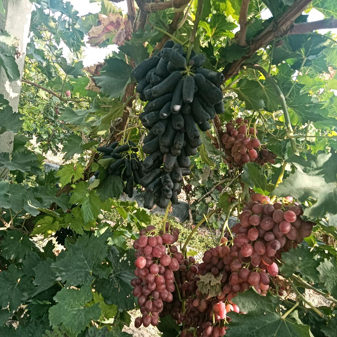 余生安好