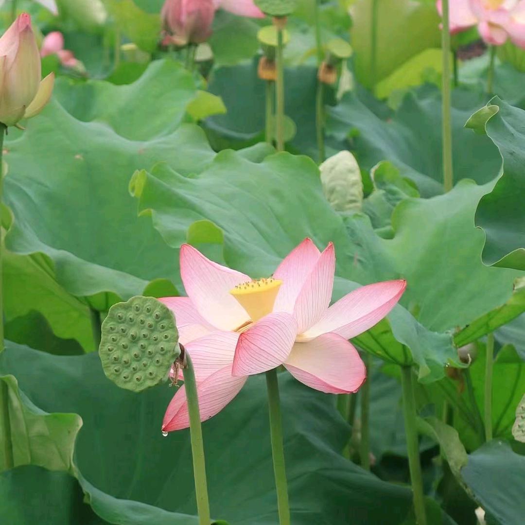 🐇🐰☘️水月弹琴🍁🐇🐰