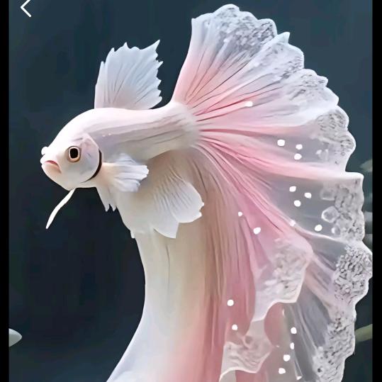 ꦿ҉好ᨶ႒ᩚ运ᥫᩣ໌加满