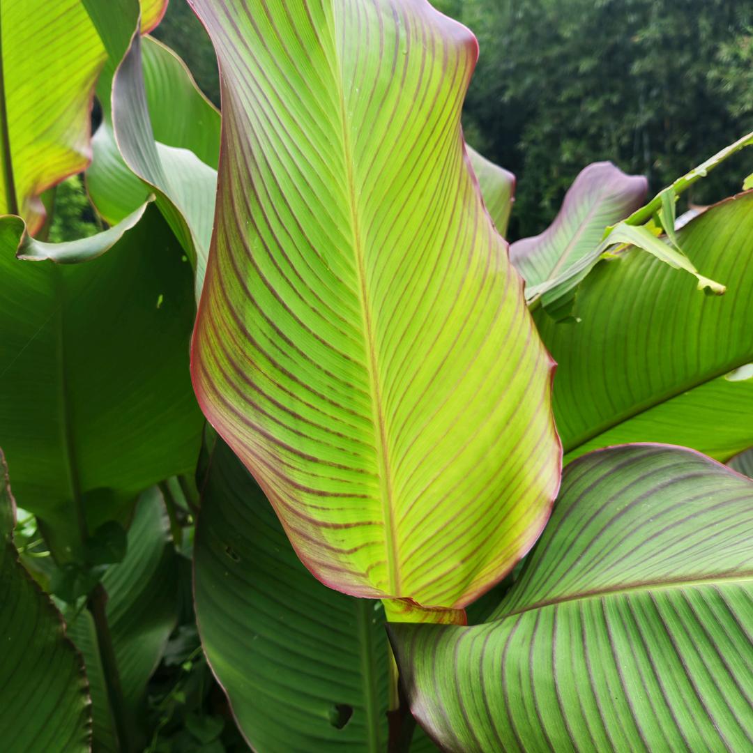 游戏宥宗一返不顺