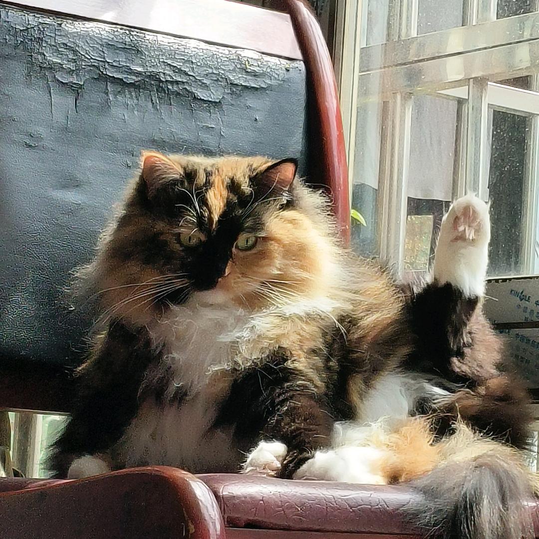 举手猫猫