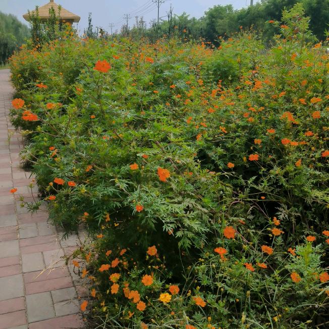 向日葵🌻
