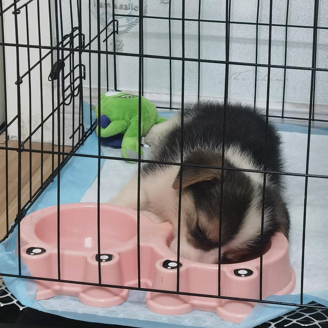甜甜是只基