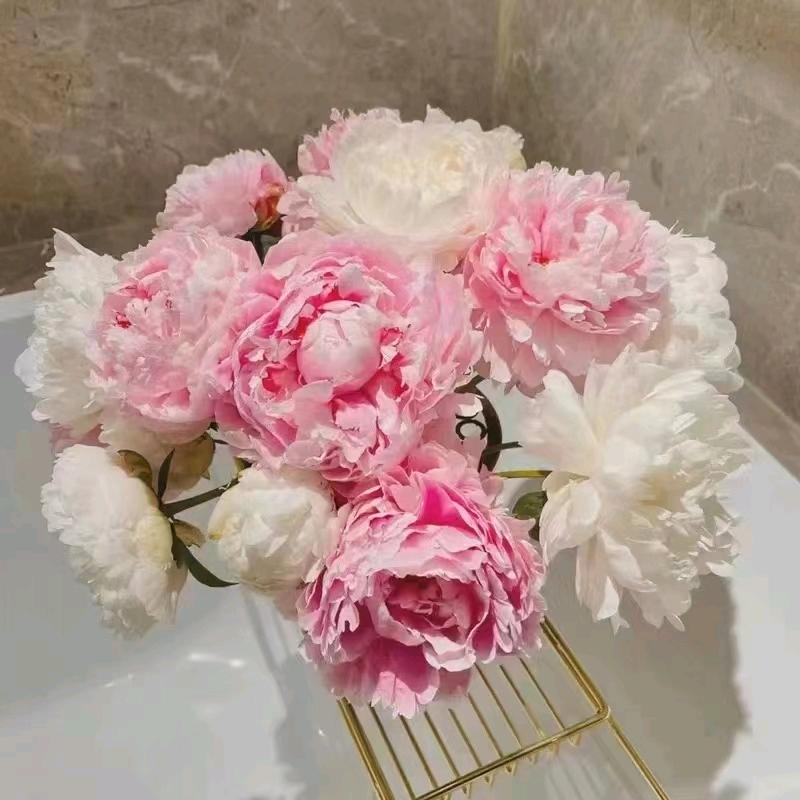 山东菏泽芍之光农业发展有限公司
