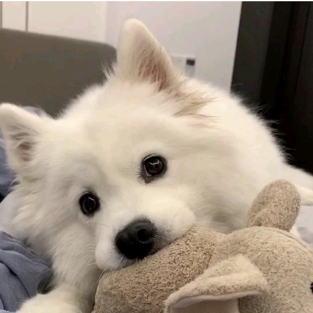 忠诚犬犬（回关选宠）
