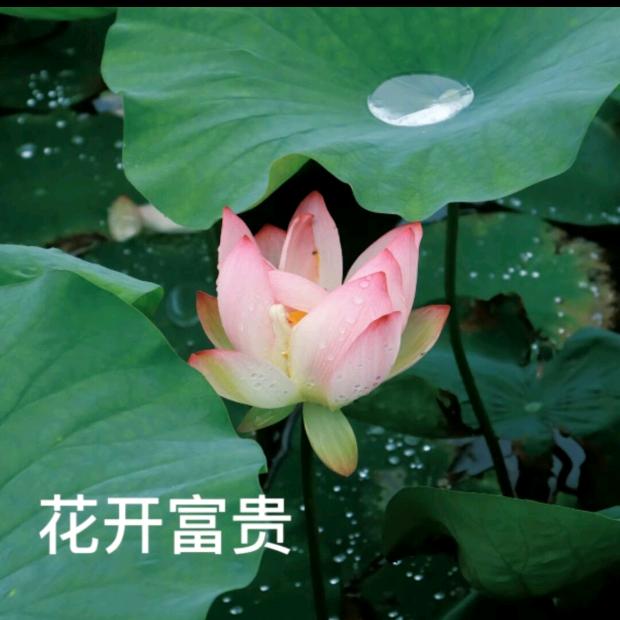 花开 富贵