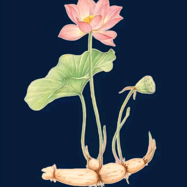 莲藕种植户