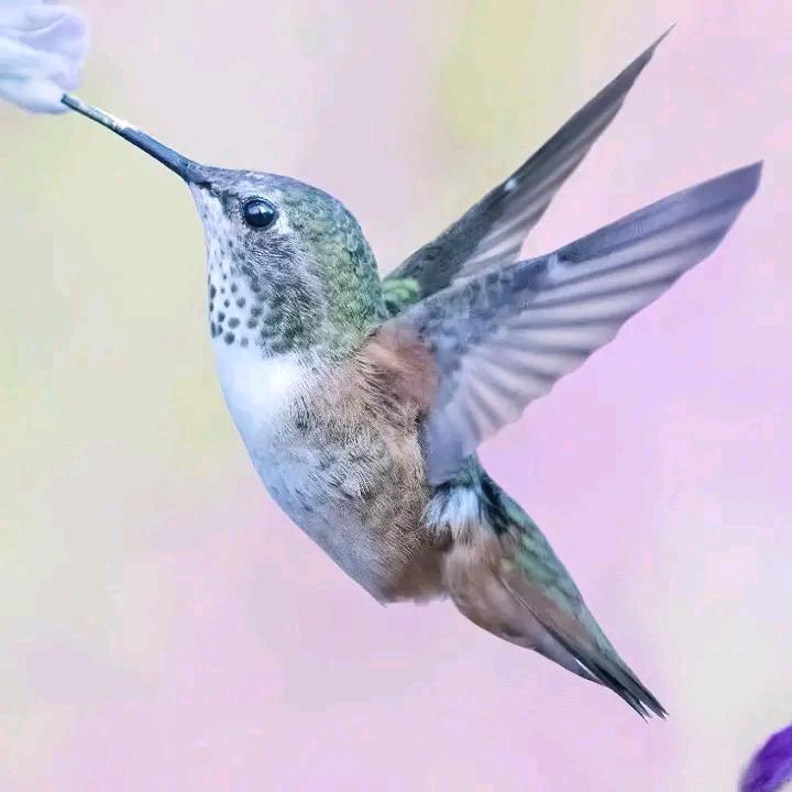 数据精灵
