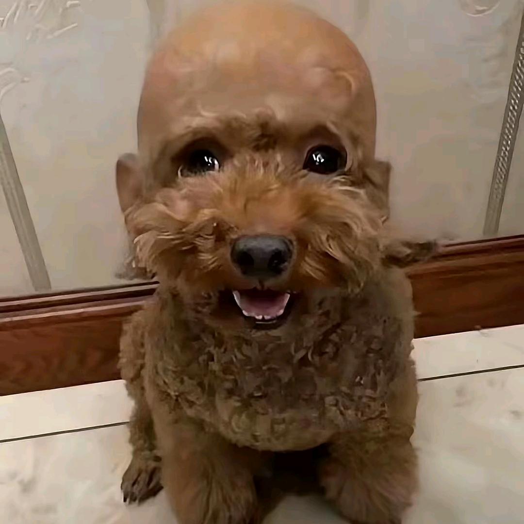 不爱小刘有点难