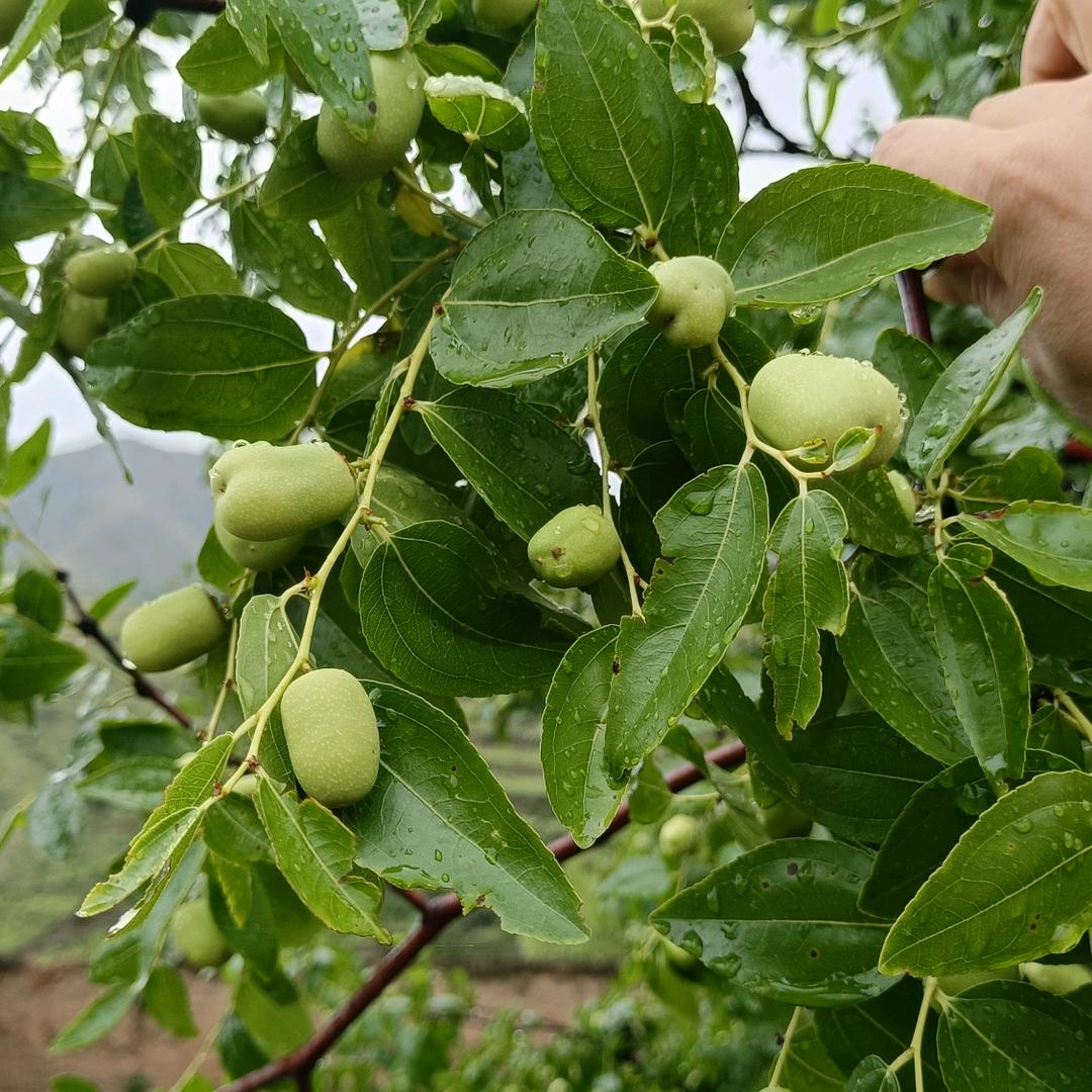 平平淡淡才是真