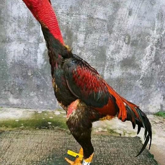 阿闫。斗鸡俱乐部