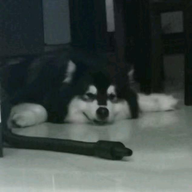 辛巴口臭带致盲