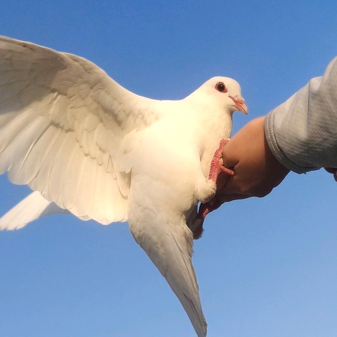 小苹果