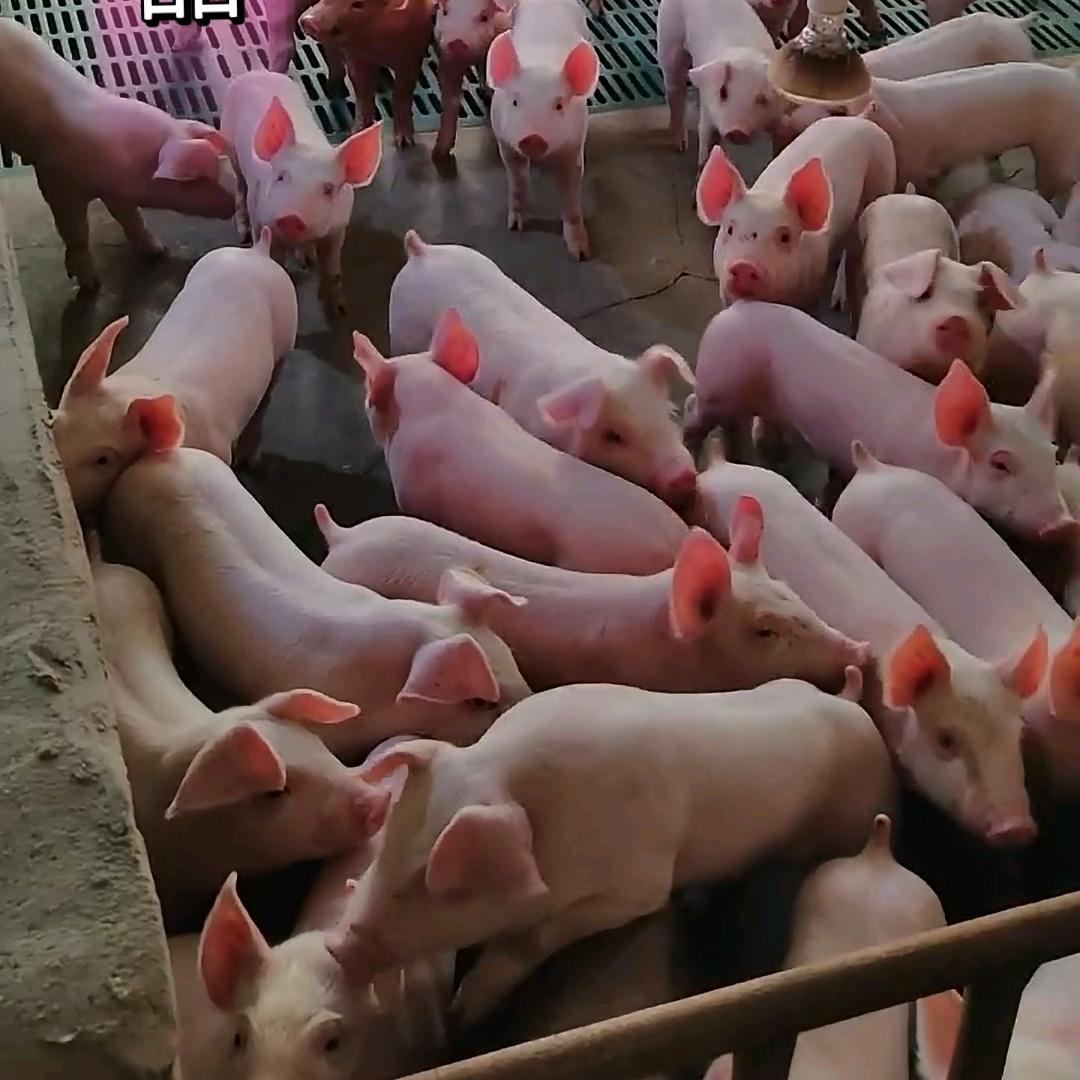 鹏宇牧业