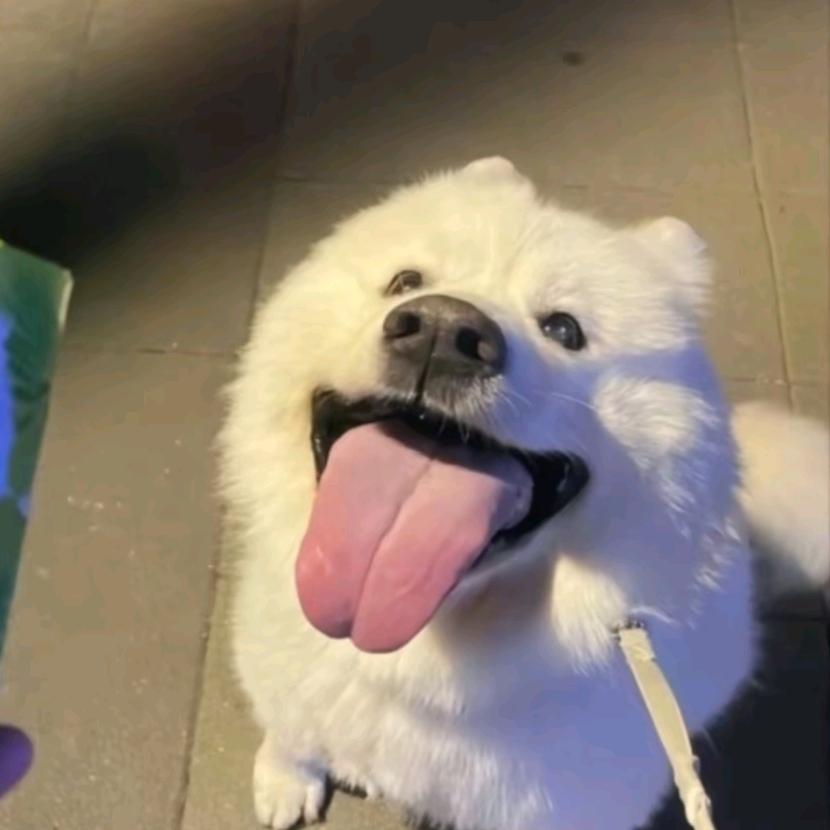 巴博斯🌈🌈🌈🌈