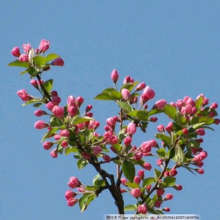大玉儿如意吉祥（有赞必回拒绝私聊）