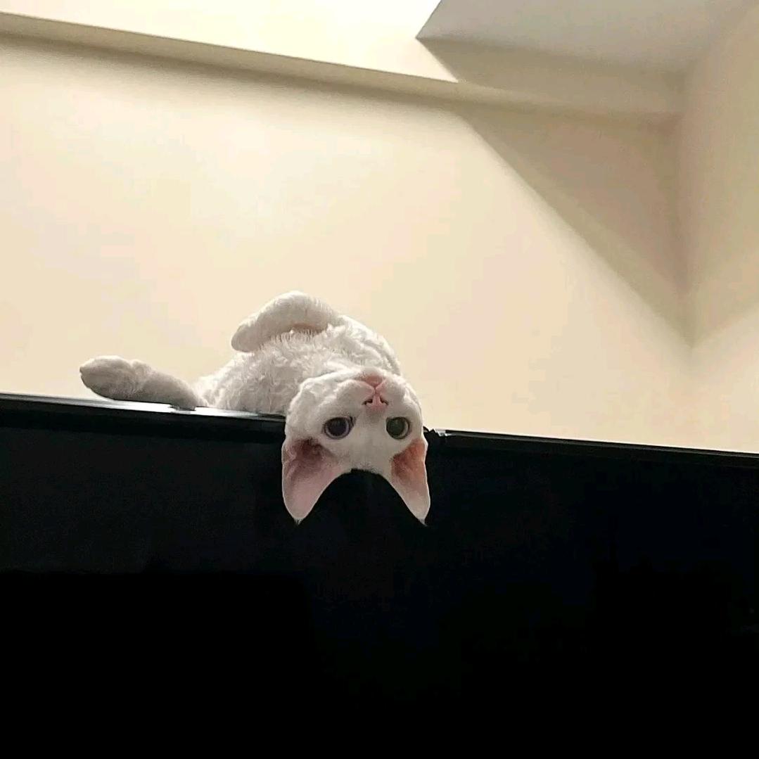 哑巴