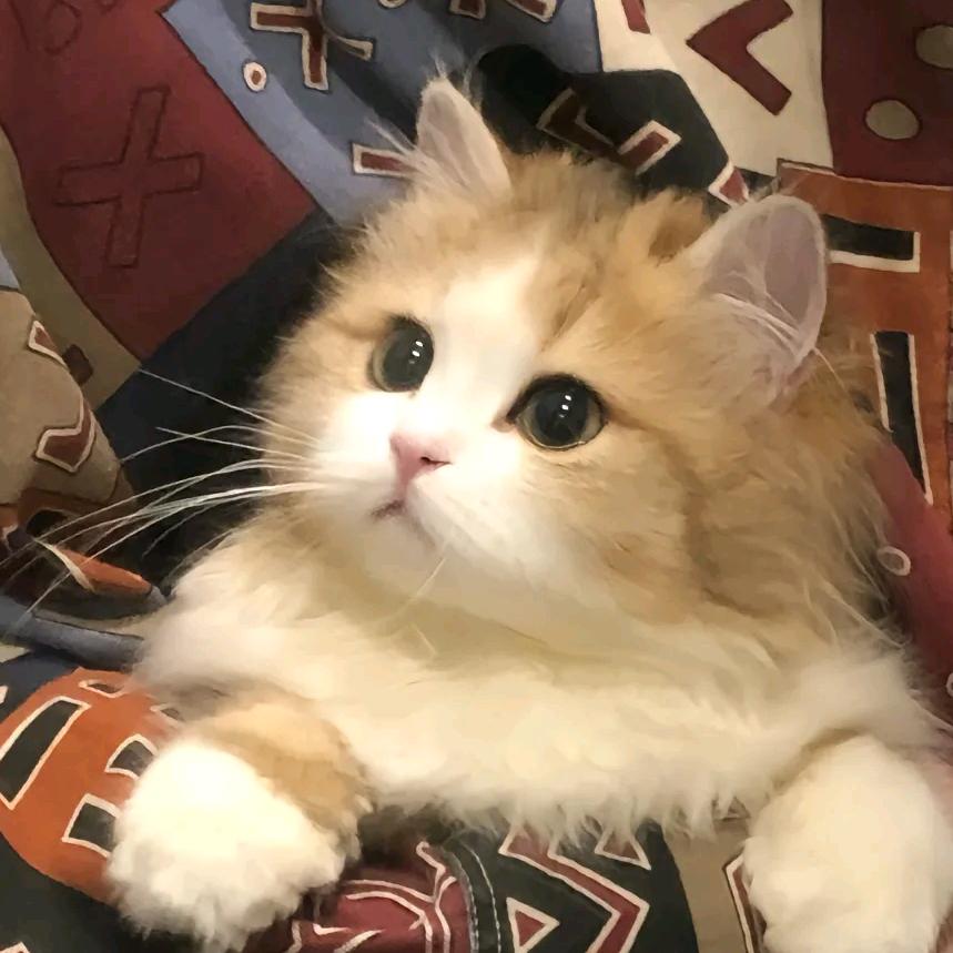吃面不加醋