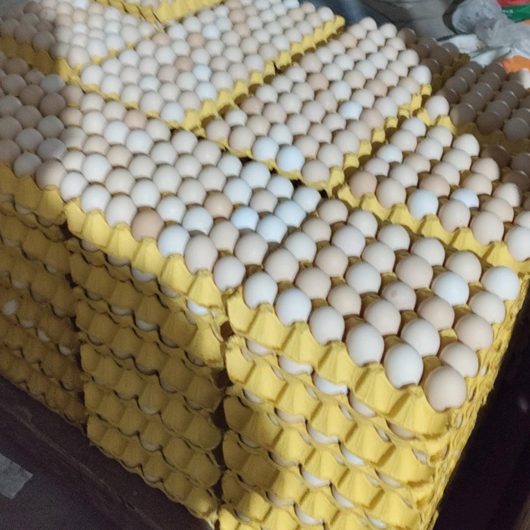 鸡蛋批发（吴浩）
