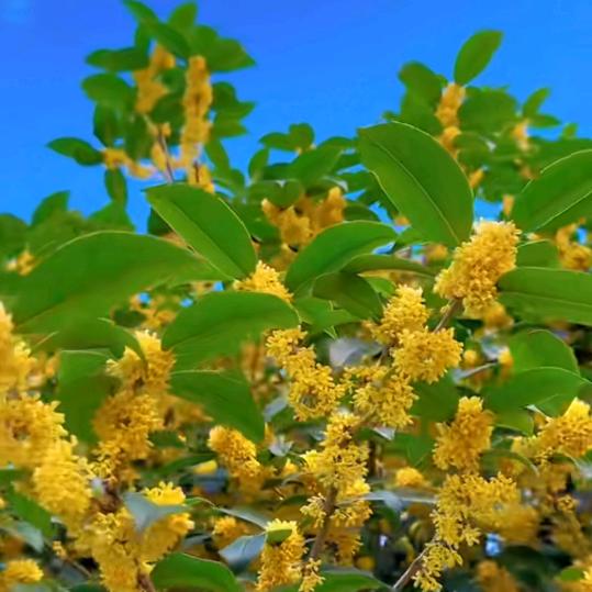 🍀🌹蓝天白云🌹☘️